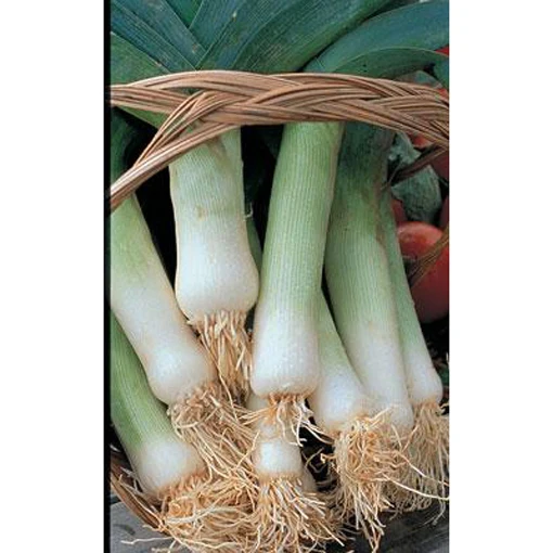 American Flag Leek Seed Pack 9906300