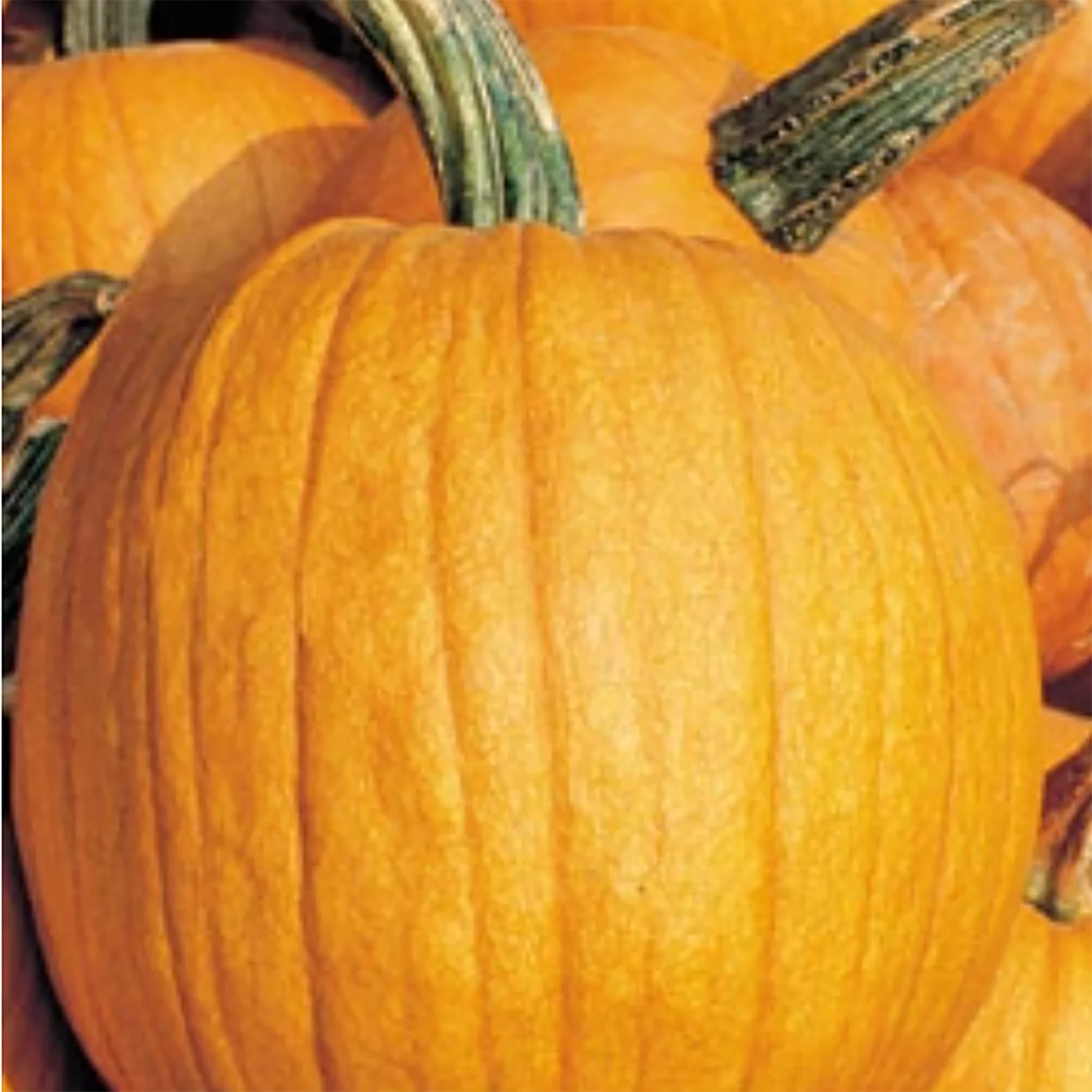 Big Max Pumpkin Seeds 9907700