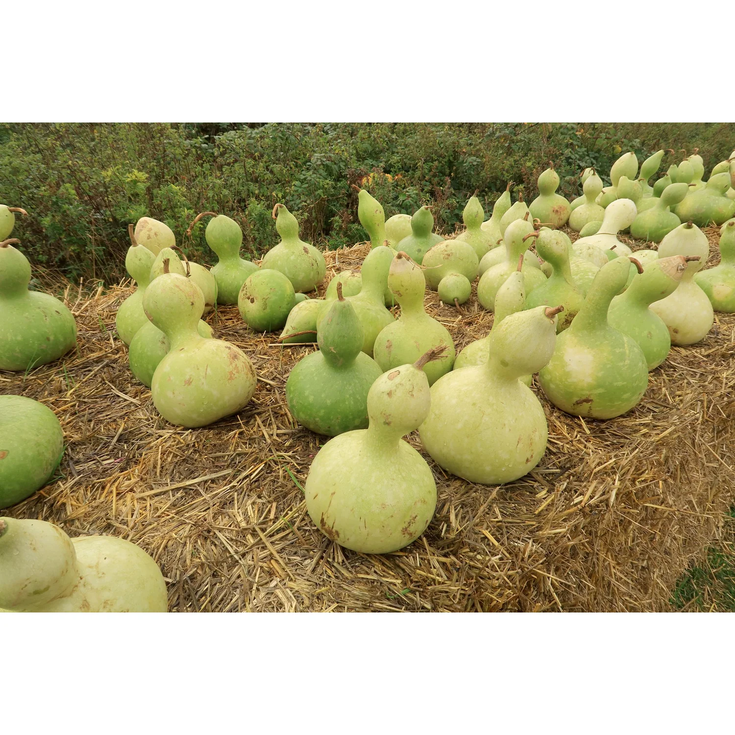Birdhouse Gourd Seeds 9932700