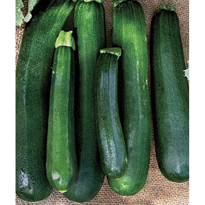 Black Beauty Zucchini Summer Squash Seed Pack 60081