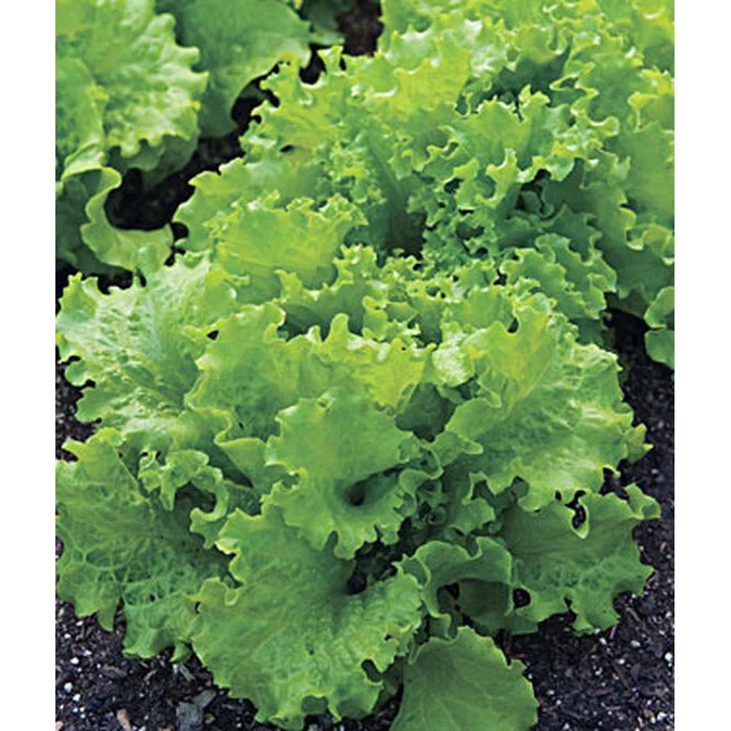Black Seeded Simpson Lettuce Seed Pack 66266 - Image 2