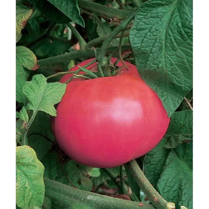 Brandywine Pink Tomato Seed Pack 63081
