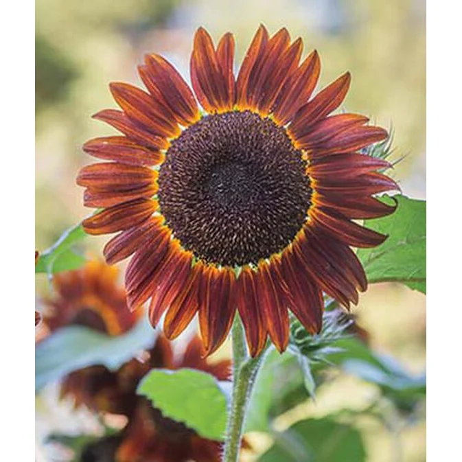 Chianti Sunflower Seed Pack 47852 - Image 2