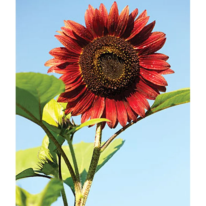 Chianti Sunflower Seed Pack 47852 - Image 3