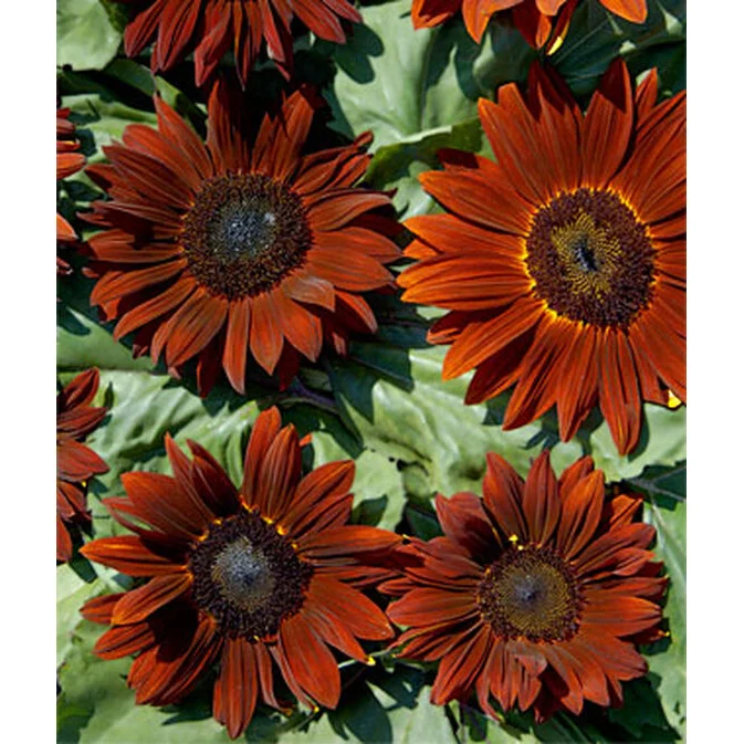 Chianti Sunflower Seed Pack 47852 - Image 4