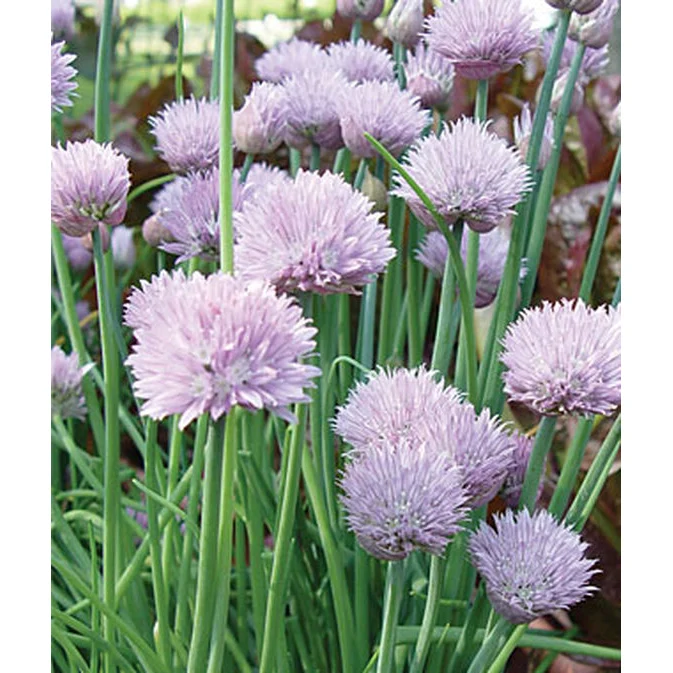 Chive Herb Seed Pack 56788 - Image 3