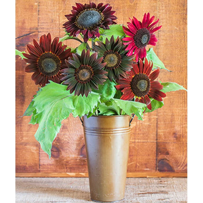 Chocolate Cherry Sunflower Seed Pack 33662