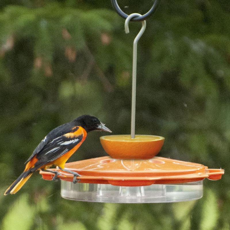 Classic Oriole Feeder NAO1 - Image 2