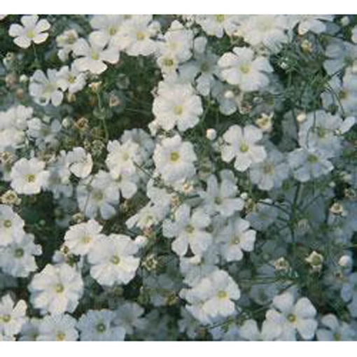 Covent Garden Baby's Breath Seeds 9930600
