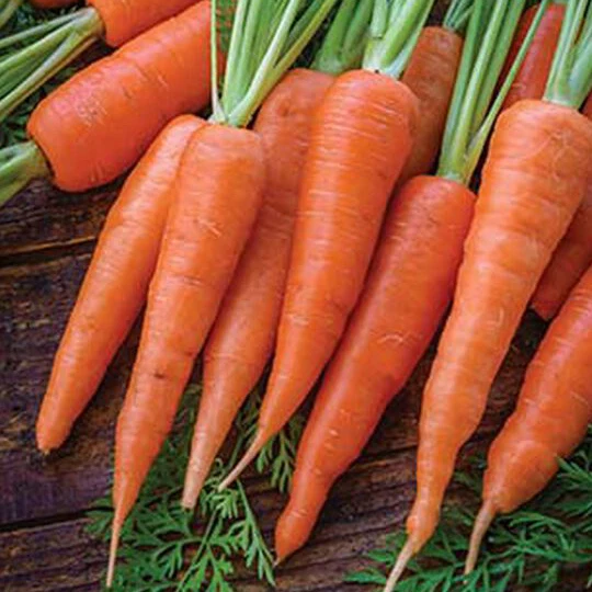 Danvers Carrot Seed Pack 65821