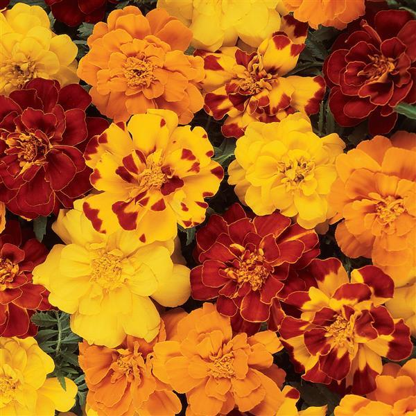 Durango Outback Mix Marigold Seeds 9934200