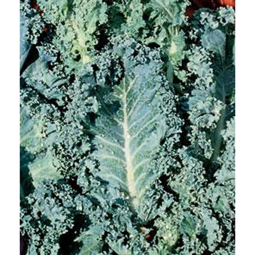 Dwarf Blue Curled Kale Seed Pack 9904600
