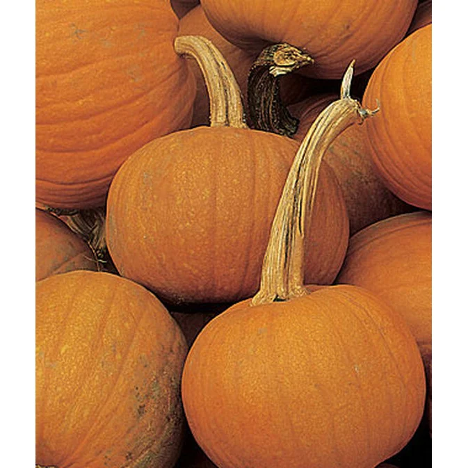 Early Sweet Sugar Pie Pumpkin Seed Pack 52287