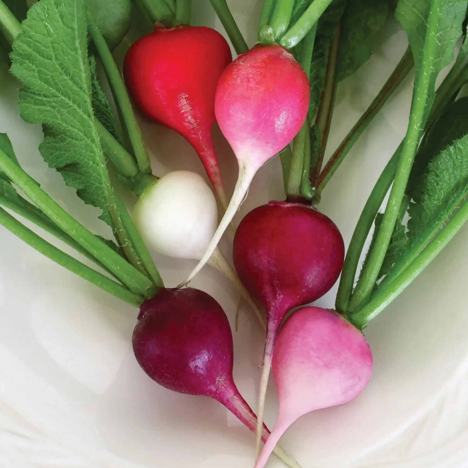 Easter Egg II Radish Seeds 65000