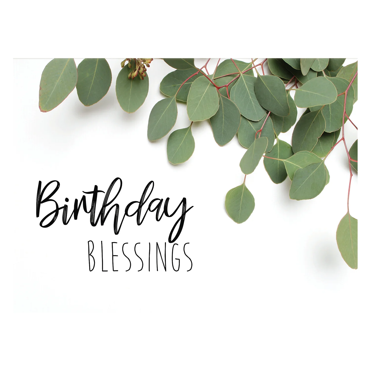 Eucalyptus Birthday Boxed Cards FT22693 - Image 6