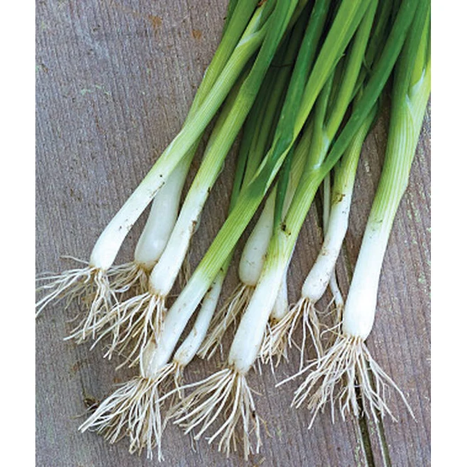 Evergreen Long White Bunching Onion Seed Pack 66373
