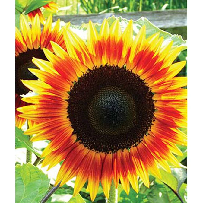 Fire Catcher Sunflower Seed Pack 39167 - Image 2