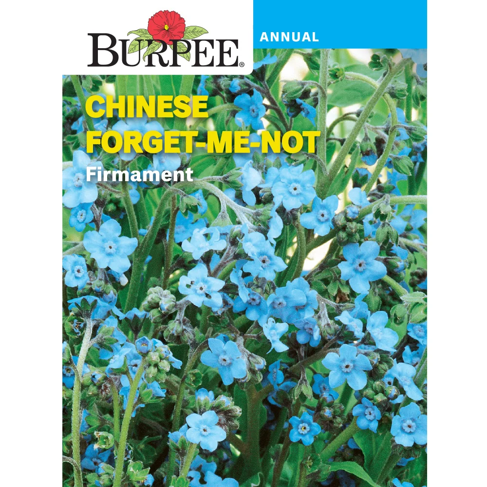 Firmament Chinese Forget-Me-Not Flower Seed Pack 46203
