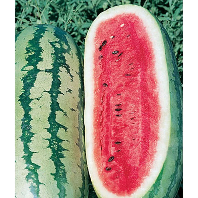 Georgia Rattlesnake Watermelon Seed Pack 51749