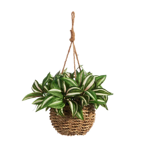 Hanging Potted House Plant 4402205