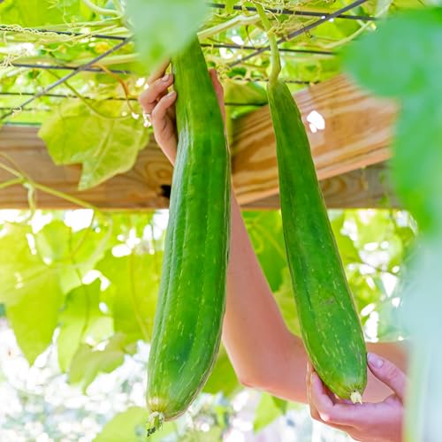 Heirloom Gourd Luffa Seed Pack 30289 - Image 3