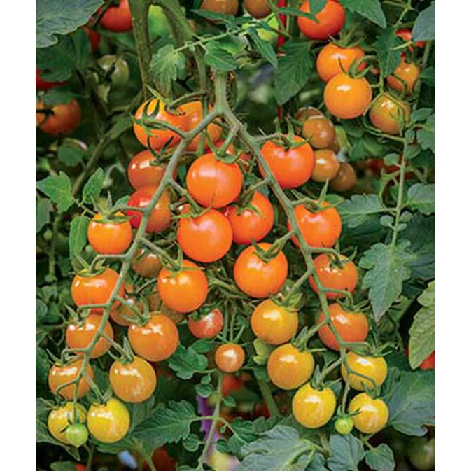 Honeycomb Hybrid Tomato Seed Pack 52881