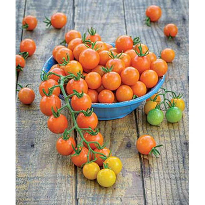 Honeycomb Hybrid Tomato Seed Pack 52881 - Image 2