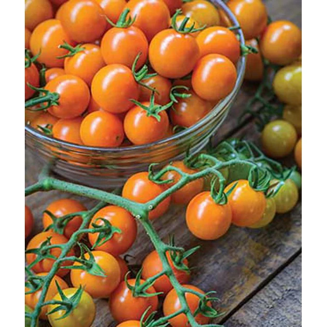 Honeycomb Hybrid Tomato Seed Pack 52881 - Image 3