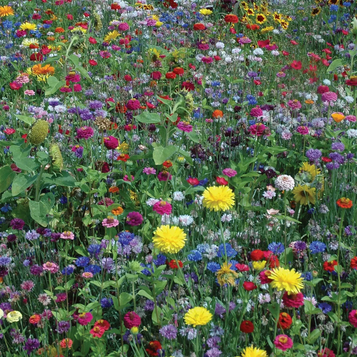 Hummingbird and Butterfly Wildflower Mix 13429 - Image 3