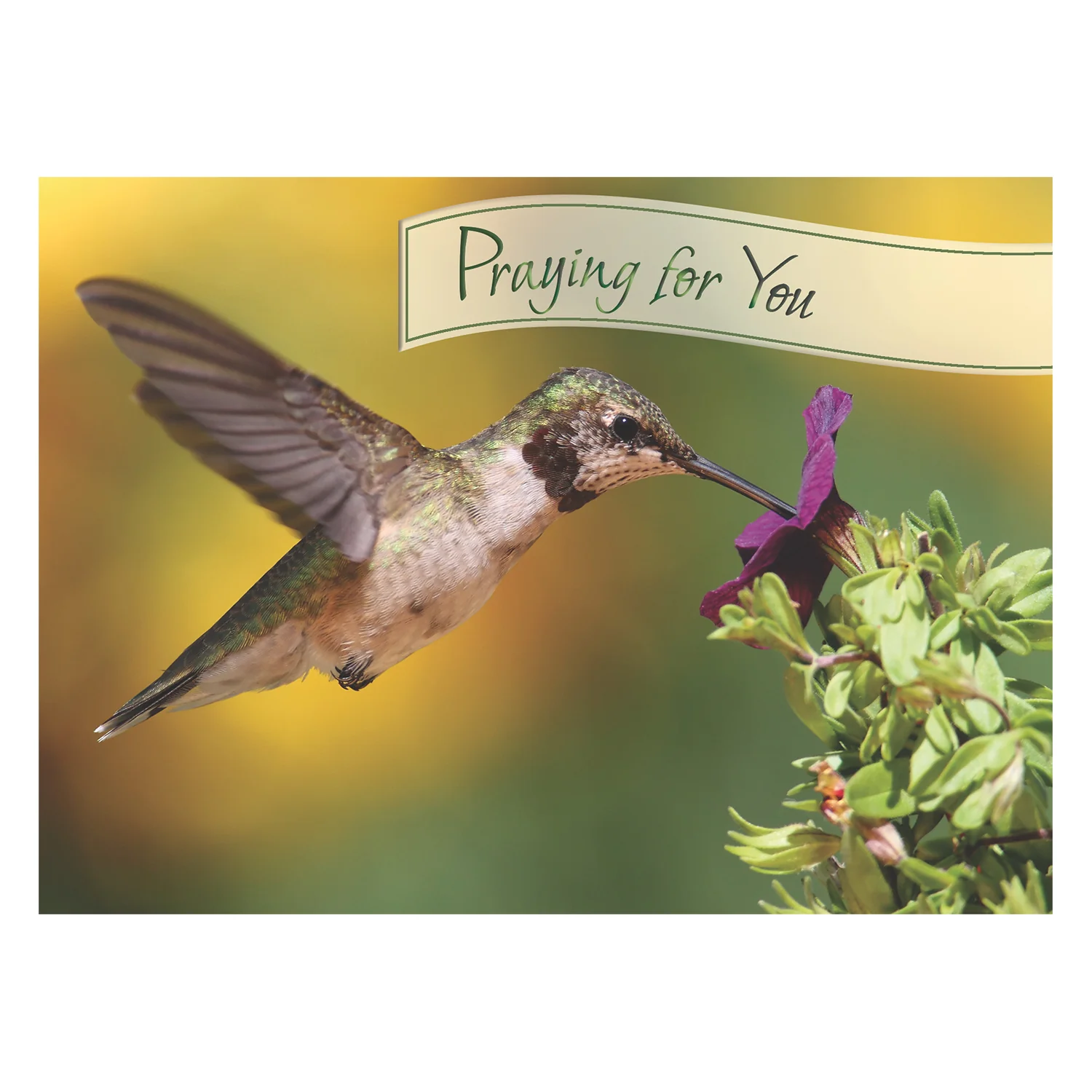 Hummingbirds Get Well Boxed Cards FT22722 - Image 4