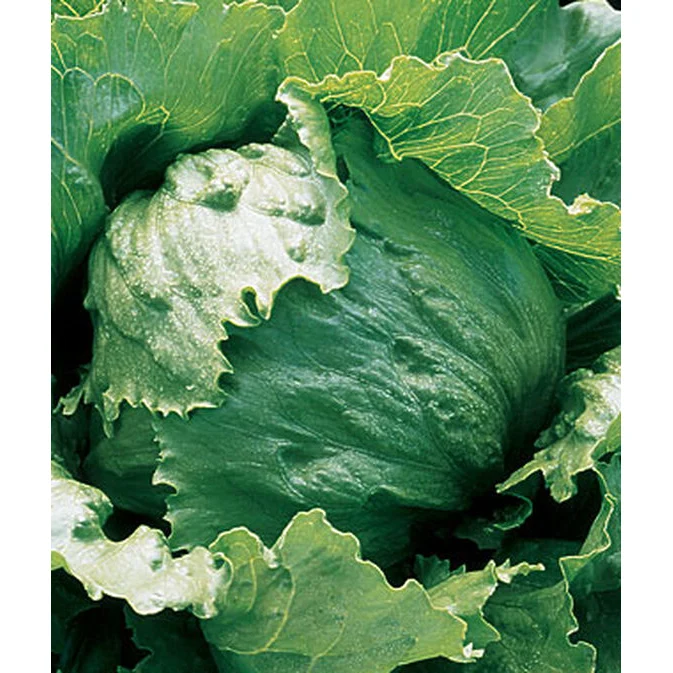 Iceberg A Lettuce Seed Pack 62885