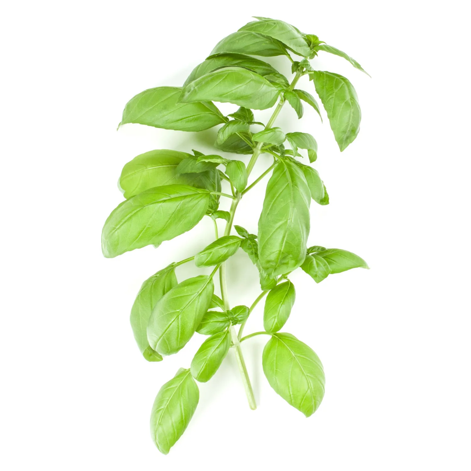 Italian Basil Seed 9913700
