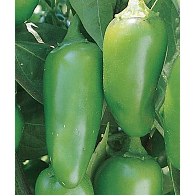 Jalapeno Peppers Seed Pack 65391