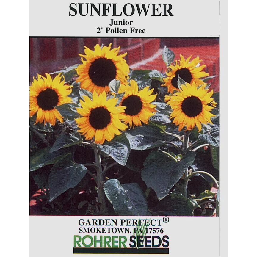 Junior Sunflower Seeds 9936180