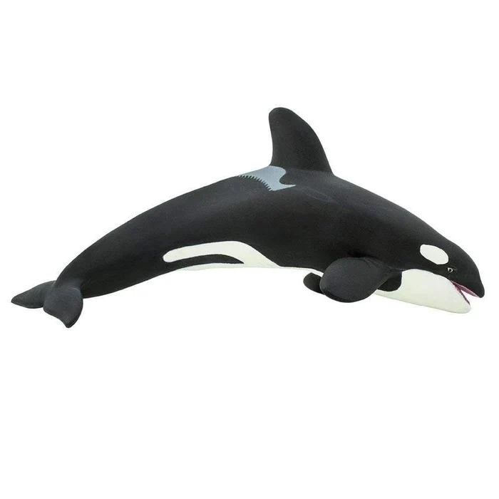 Killer Whale 210202