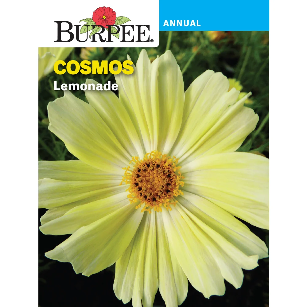 Lemonade Cosmos Flower Seed Pack 32989