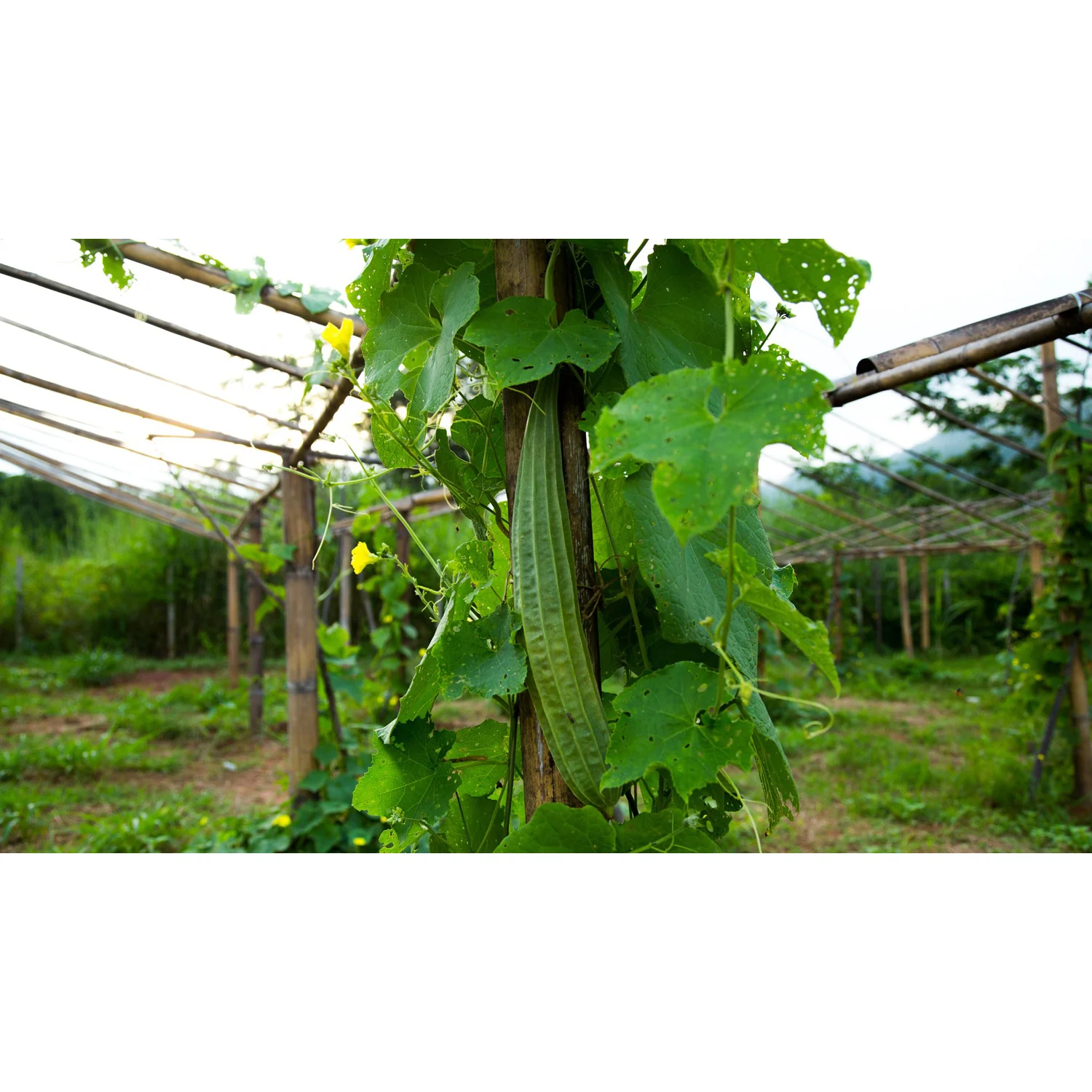 Luffa Sponge Gourd Seeds 9932800