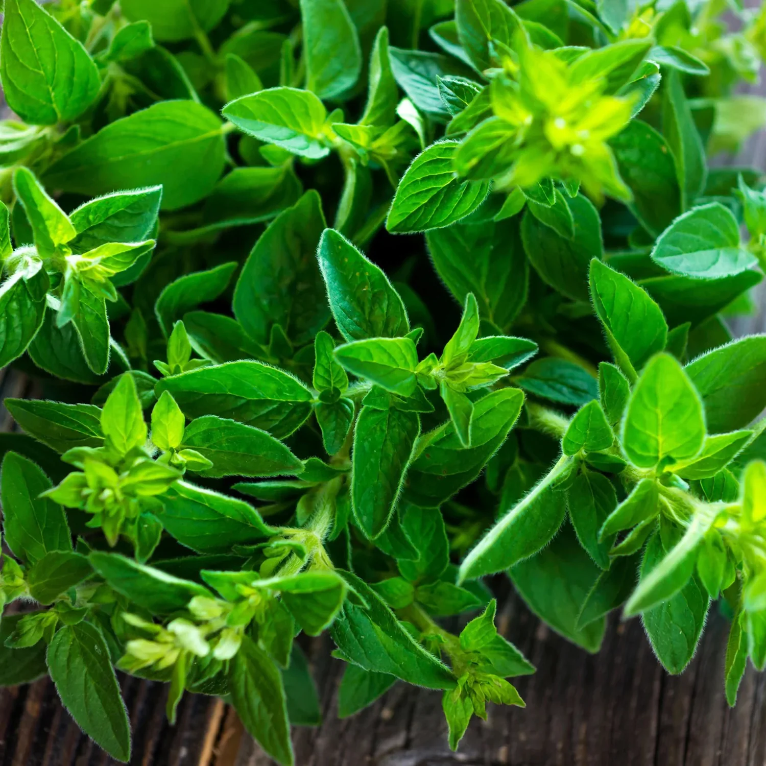 Marjoram Seeds 9915000
