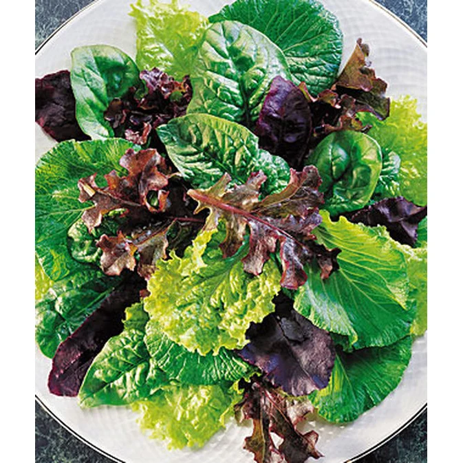 Mesclun Salad Mix Lettuce Seed Pack 57507