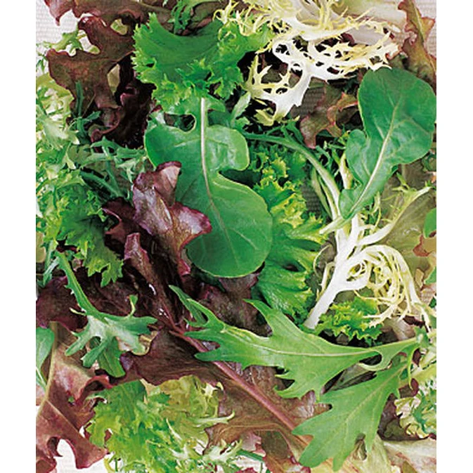 Mesclun Spicy Mix Lettuce Seed Pack 54291