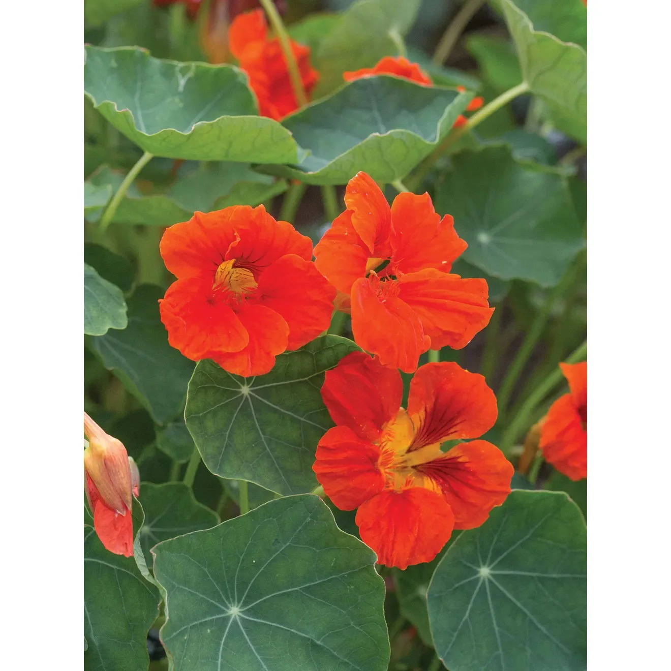 Nasturtium, Empress of India Flower Seed Pack 49544
