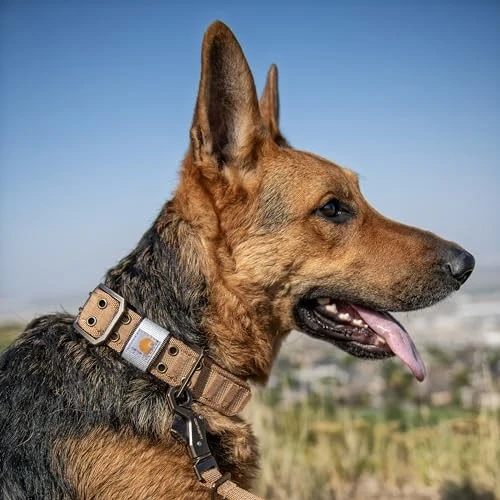 Nylon Wide Dog Collars - Image 5
