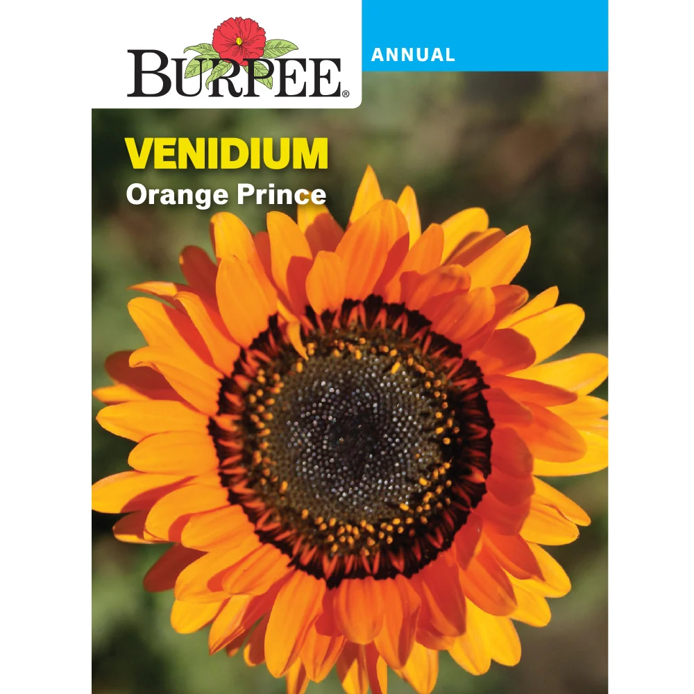 Orange Prince Venidium Seed Pack 33447