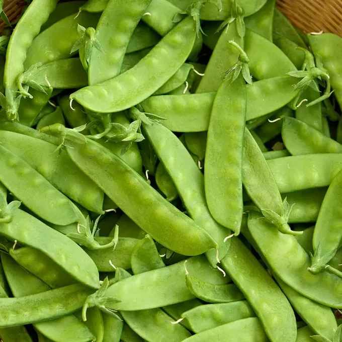 Oregon Sugar Pod II Pea Seed Pack 69642 - Image 2