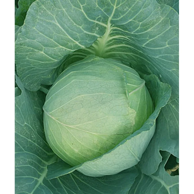 Organic All Seasons Cabbage Seed Pack 67541