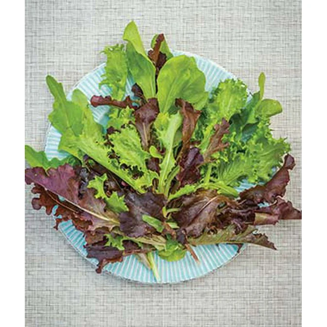 Organic Classic Mesclun Lettuce Seed Pack 60370 - Image 2