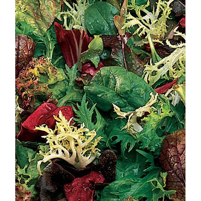 Organic Classic Mesclun Lettuce Seed Pack 60370 - Image 3