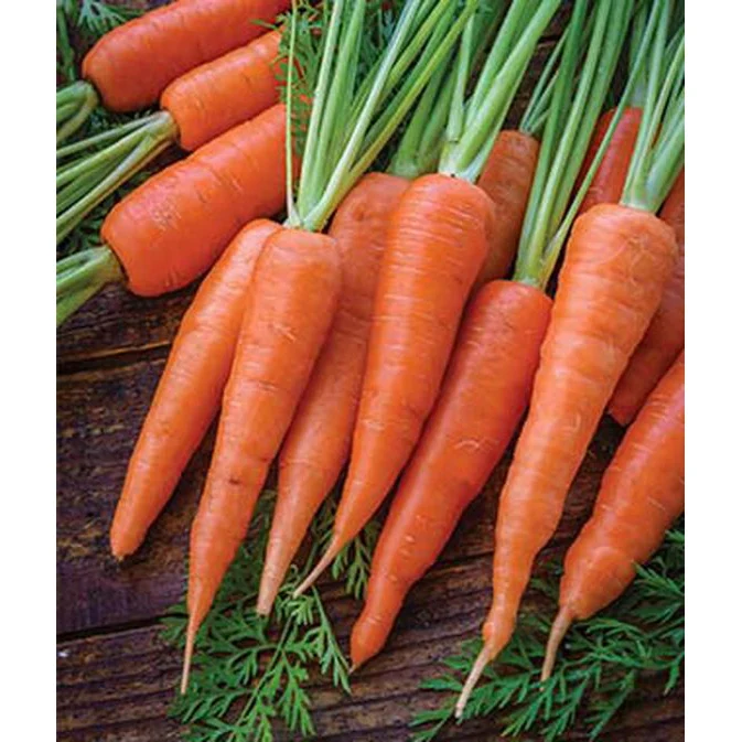 Organic Danvers Carrot Seed Pack 60172