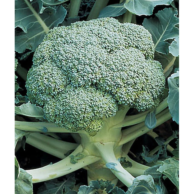 Organic De Cicco Broccoli Seed Pack 69906
