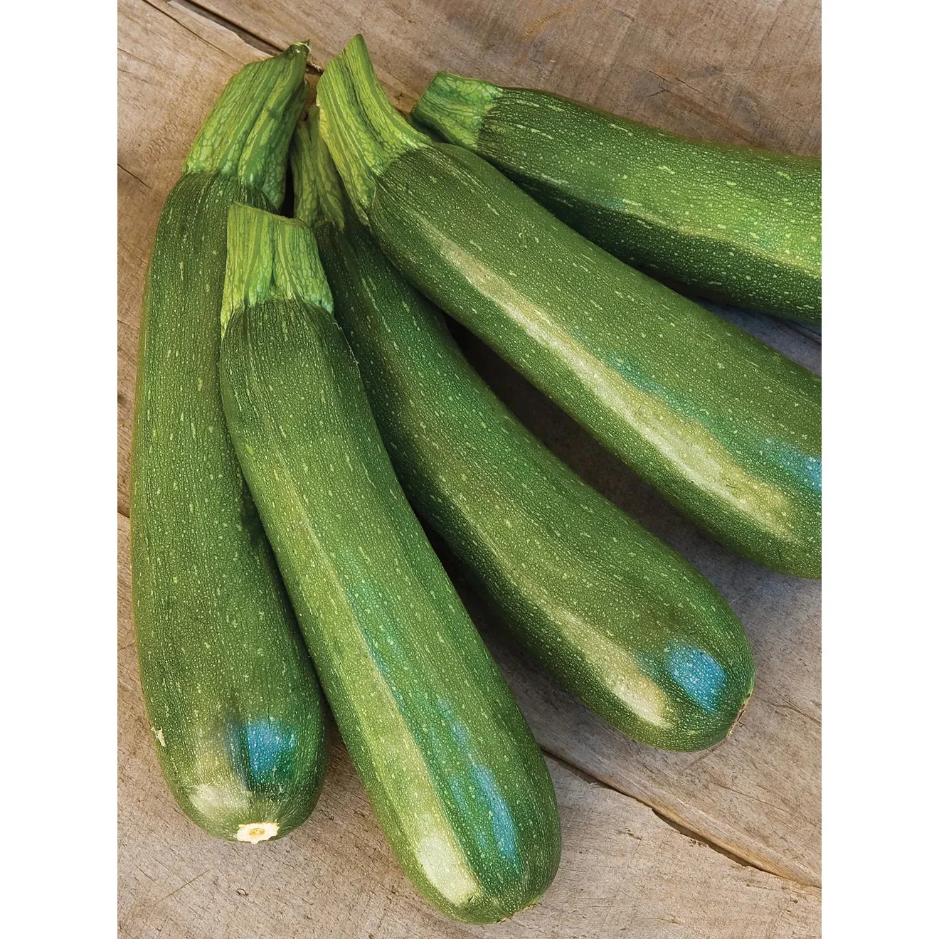 Organic Squash, Dark Green Zucchini Seed Pack 60935